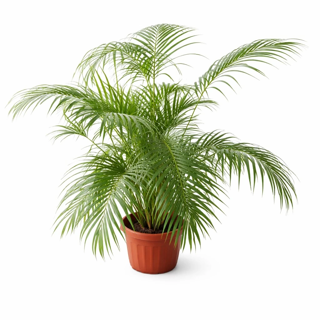 Areca Palm Indoor Plant – Air Purifying Decorative Plant for Hotels, Offices & Home
