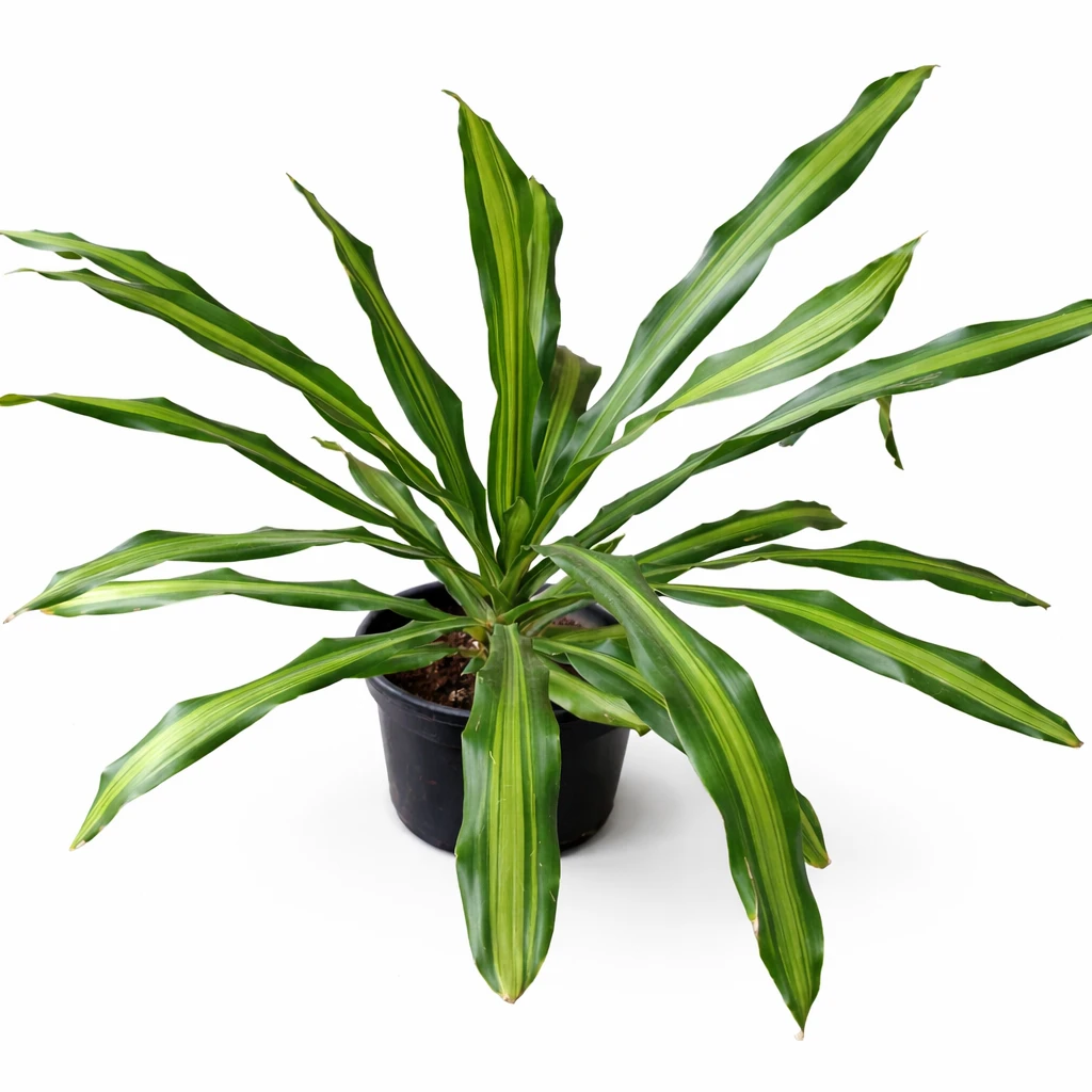 Dracaena Darasingh Indoor Plant – Low Maintenance Decorative Plant for Hotels, Offices & Home