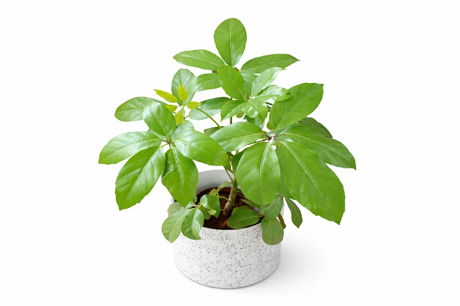 Golden Dracaena Indoor Plant – Decorative Air Purifying Plant for Hotels, Offices & Home