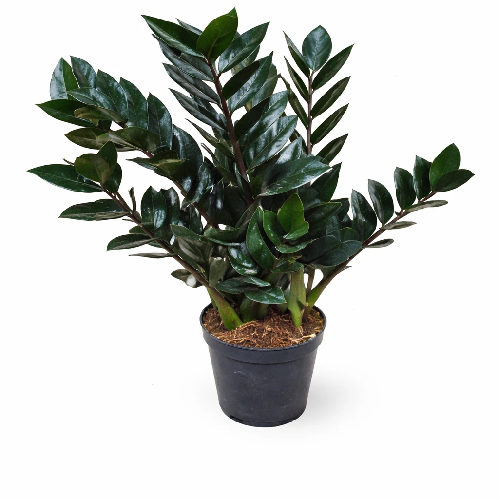 Black Zamia Indoor Plant – Premium Low Maintenance Plant for Hotels, Offices & Home Decor