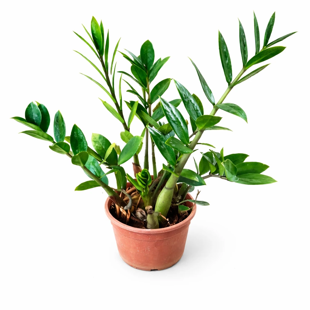 Green Zamia (ZZ Plant) Indoor Plant – Low Maintenance Air Purifying Plant for Hotels, Offices & Home