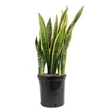 Variegated Snake Plant (Sansevieria) – Low Maintenance Air Purifying Indoor Plant for Hotels, Offices & Home