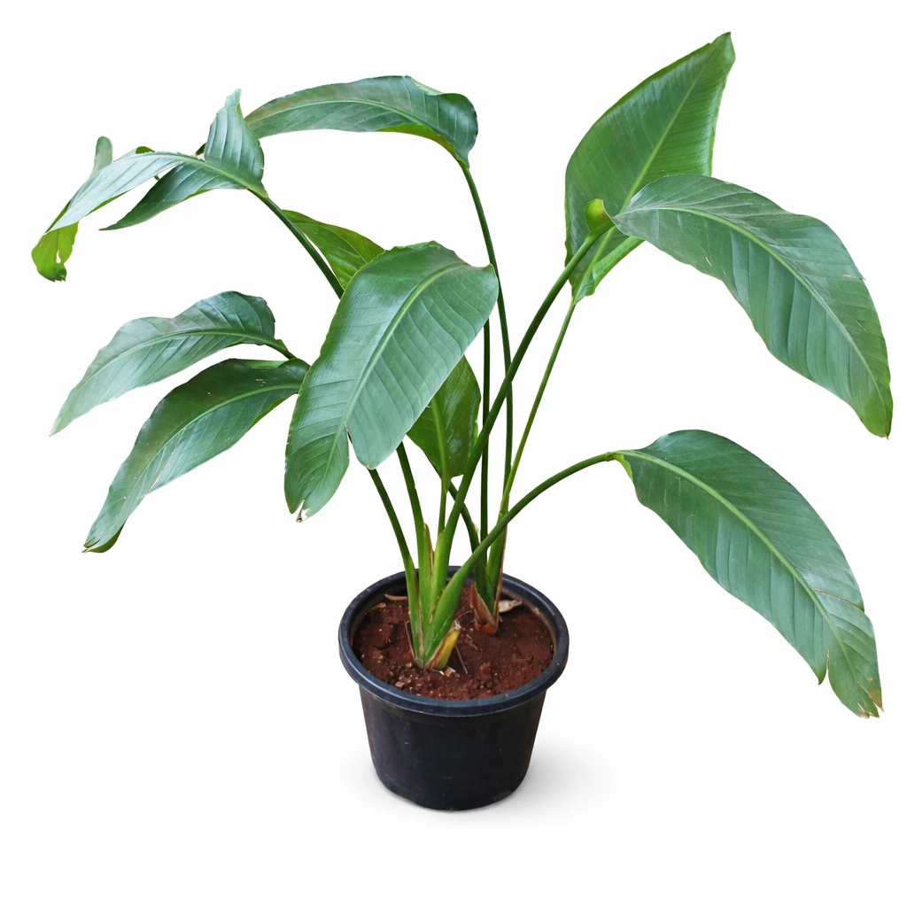 Bird of Paradise Indoor Plant |  Large Tropical Plant for Hotels & Interiors