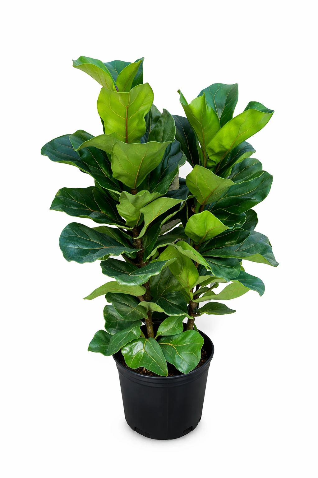 Ficus Lyrata Indoor Plant (Fiddle Leaf Fig) for Hotels | Large Decorative Indoor Plant with Planter