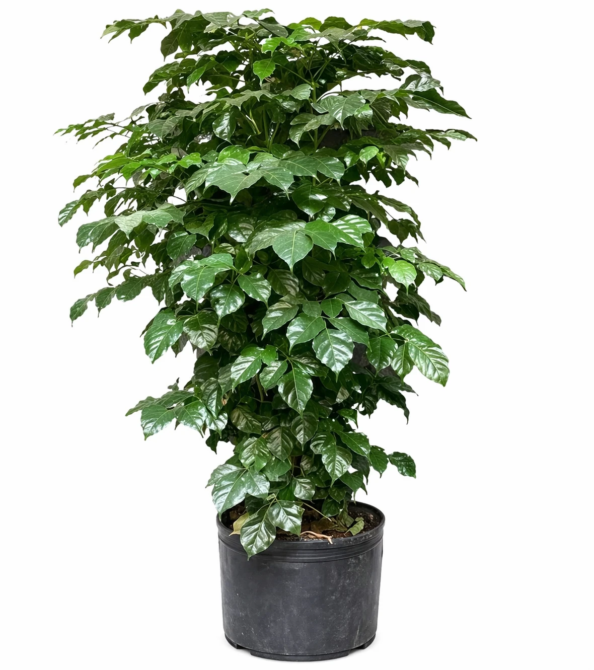 Radermachera Sinica Indoor Plant (China Doll) for Hotels | Compact Decorative Green Plant with Planter