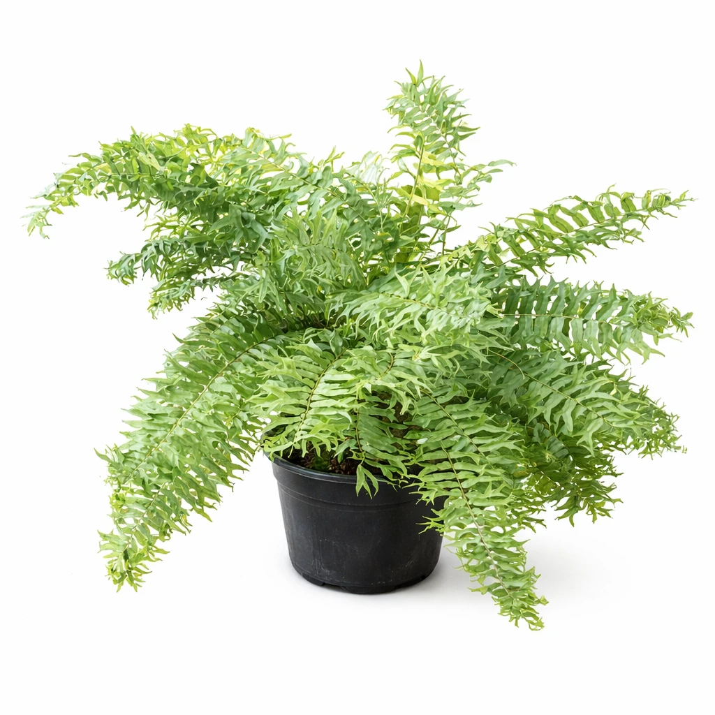 Boston Fern Indoor Plant for Hotels | Lush Hanging & Tabletop Decorative Plant with Planter