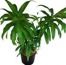 Song of India Green Plant for Hotels | Dracaena Reflexa Indoor Decorative Plant with Planter