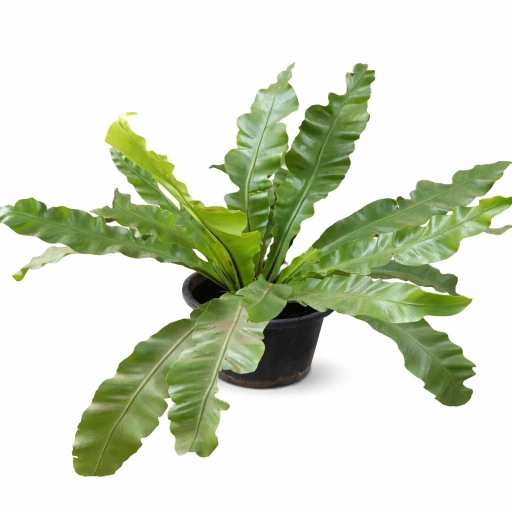 Bird’s Nest Fern Indoor Plant for Hotels | Asplenium Nidus Decorative Green Plant with Planter