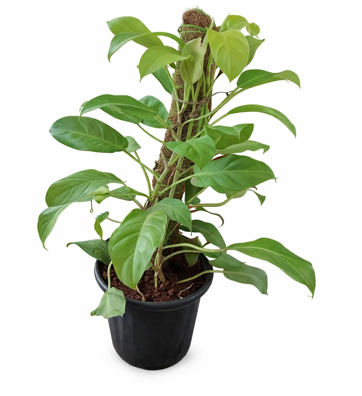 Philodendron Ceylon Golden Indoor Plant for Hotels | Premium Decorative Green Plant with Planter