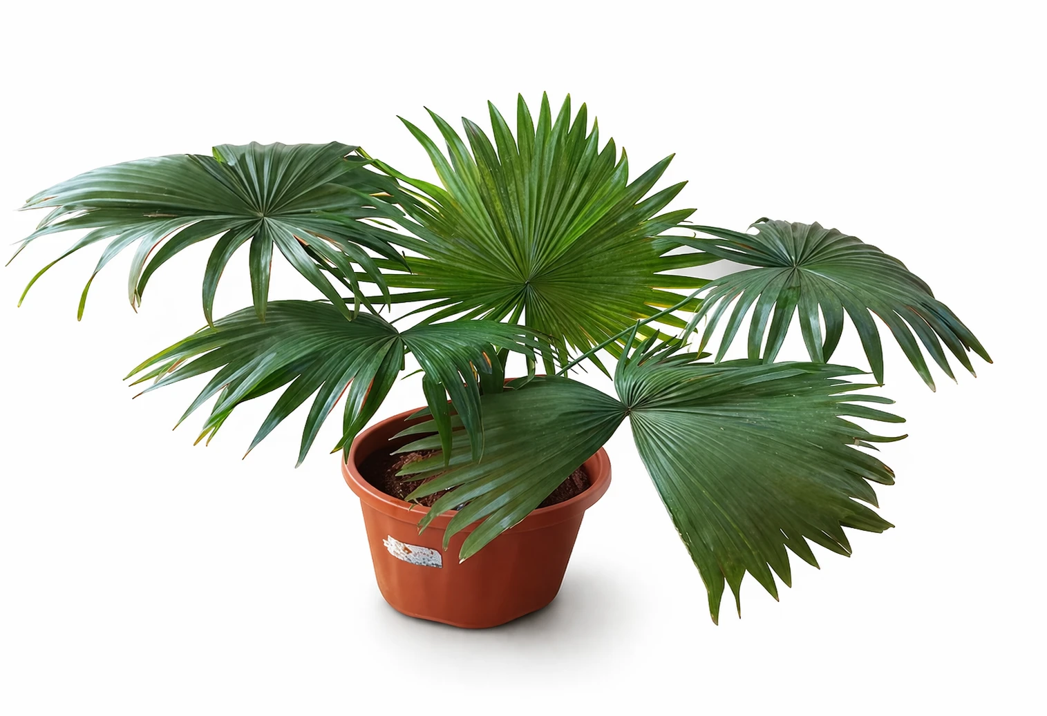 Table Palm – Elegant Indoor Plant for Home & Office Decor