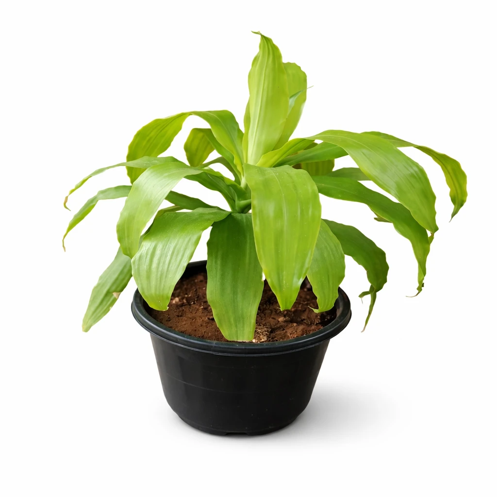 Dressina Limelight – Vibrant Indoor Plant for Home & Office Decor