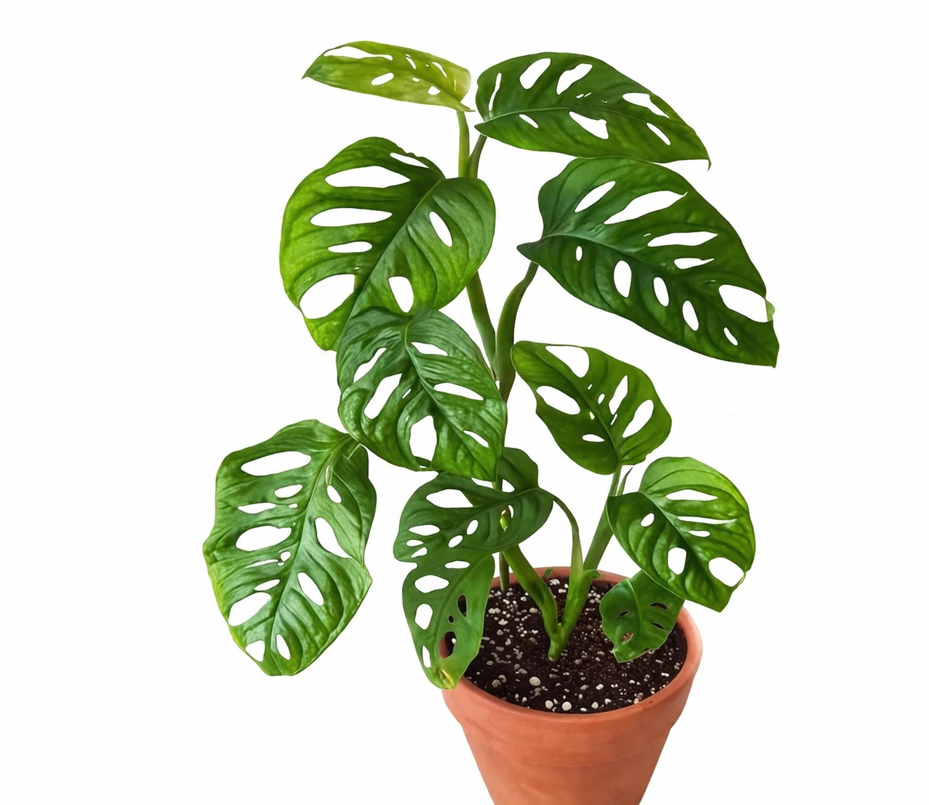 Broken Heart Plant – Unique Indoor Plant for Home & Office Decor