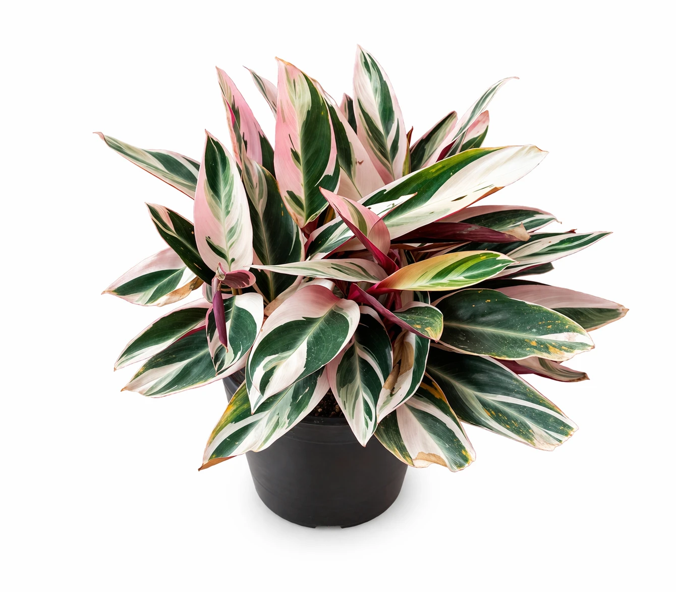 Variegated Marantha – Elegant Indoor Plant for Home & Office Decor