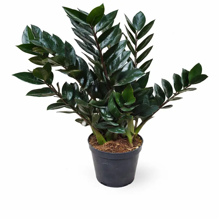 Black Zamia Indoor Plant (Black ZZ Plant)