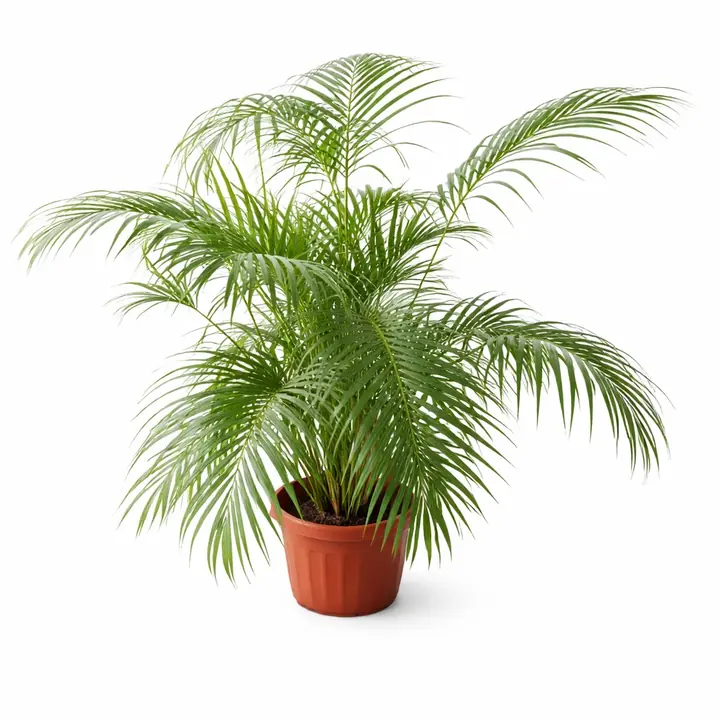 Chamunda Palm Indoor Plant