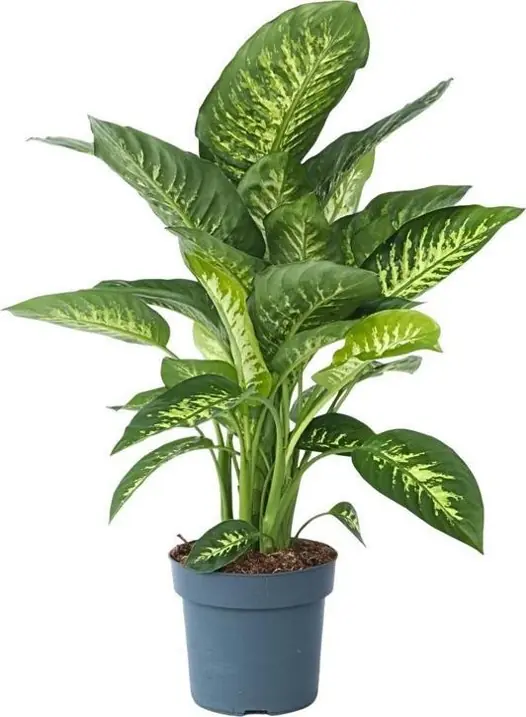 Dieffenbachia Big Leaf Indoor Plant