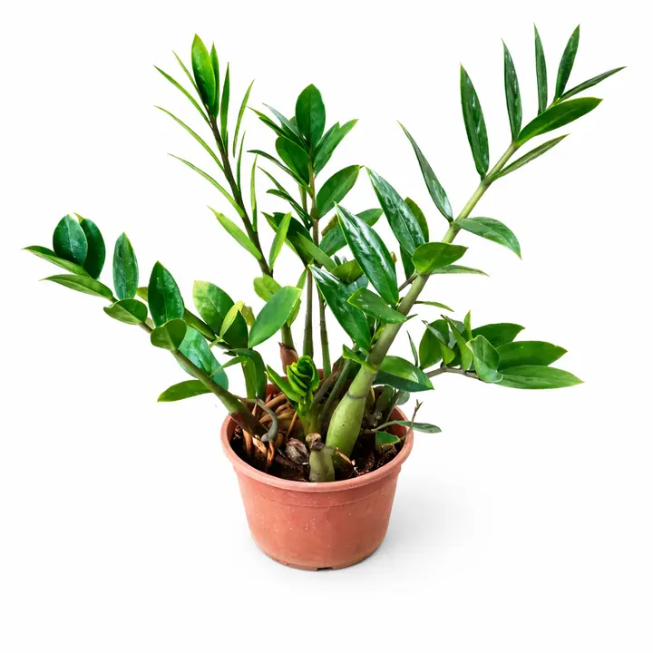 Green Zamia Indoor Plant (ZZ Plant)