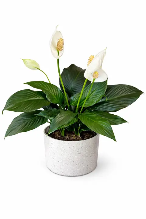 Peace Lily Indoor Plant