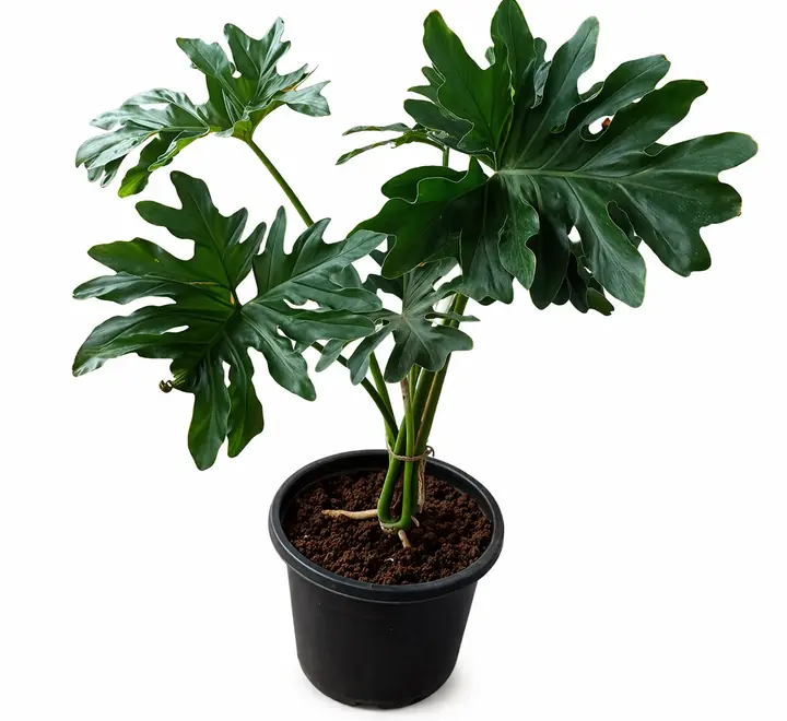 Philodendron Xanadu Indoor Plant