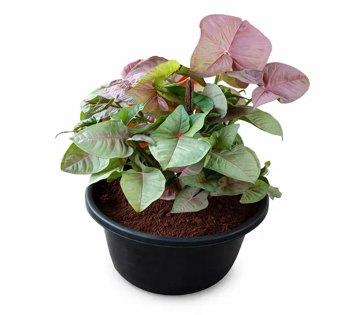 Syngonium Pink Indoor Plant (Arrowhead Plant)