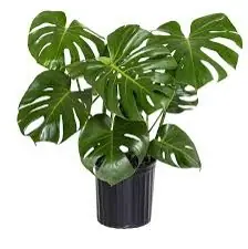 Syngonium Pink Indoor Plant (Arrowhead Plant)